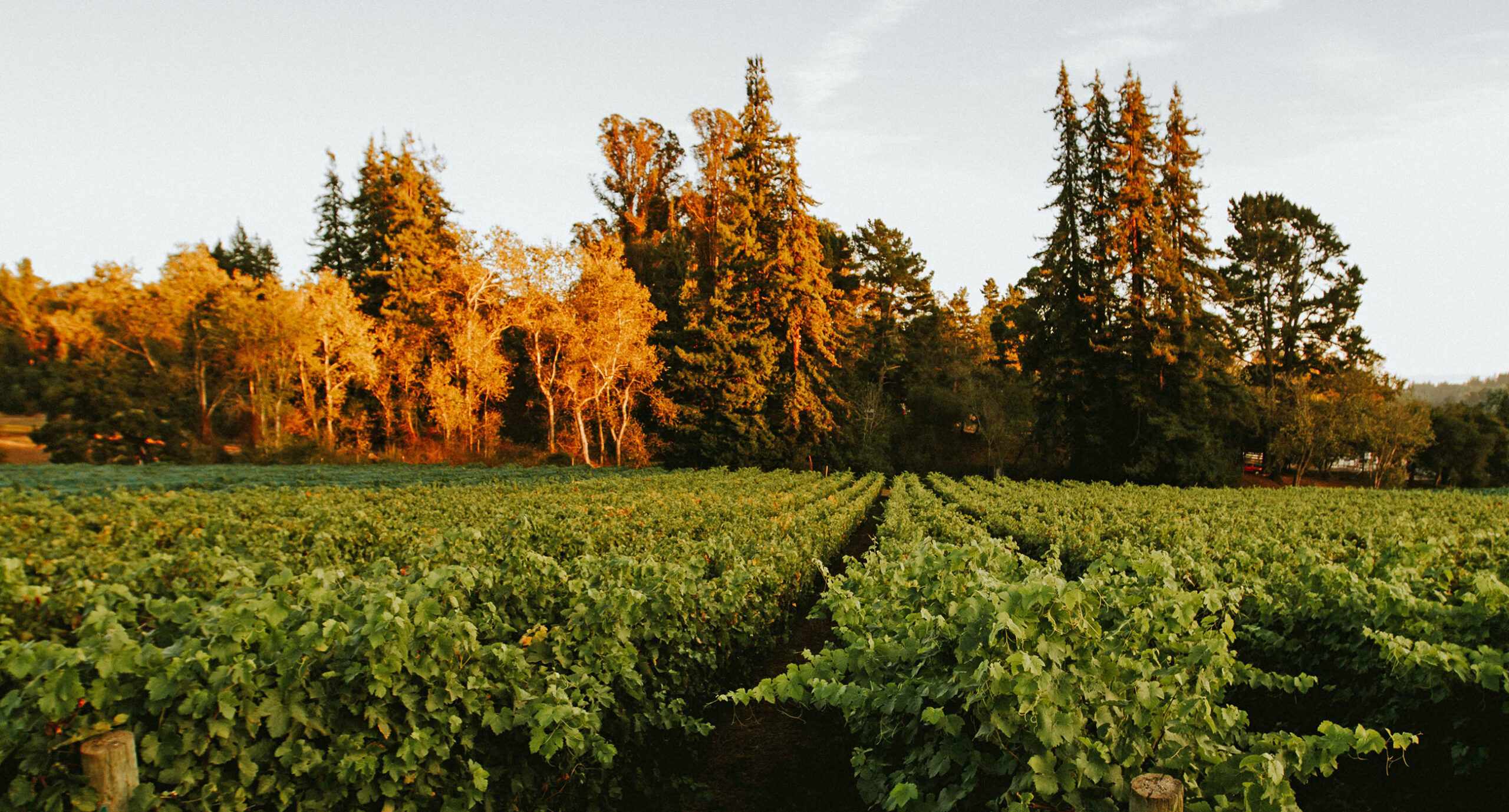 Lester Estate Wines